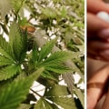 The Power of Cannabidiol: Understanding its Classification