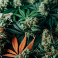 What Is the Strongest CBD Flower Strain? Discover the Best High-CBD Hemp Buds for Potency and Relief