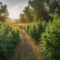 The Truth About Cannabidiol: A Comprehensive Guide