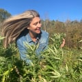 Suver Haze CBD Strain Effects for Stress Relief Relaxation and Everyday Use