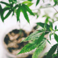 The Healing Power of CBD: 3 Benefits You Can't Ignore