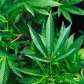 The Truth About CBD: Debunking Myths and Uncovering Benefits