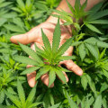 The Intriguing World of Cannabinoids: Understanding Classification and Uses