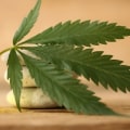 The Endocannabinoid System: Unlocking the Potential of CBD