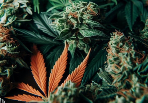 What Is the Strongest CBD Flower Strain? Discover the Best High-CBD Hemp Buds for Potency and Relief