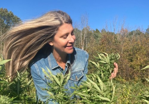 Suver Haze CBD Strain Effects for Stress Relief Relaxation and Everyday Use