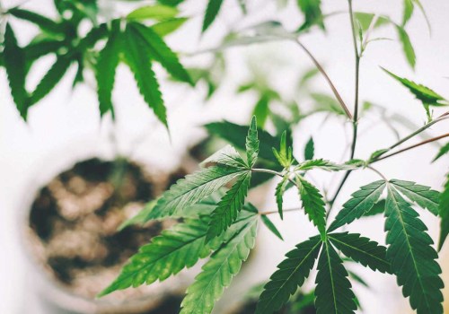 The Healing Power of CBD: 3 Benefits You Can't Ignore