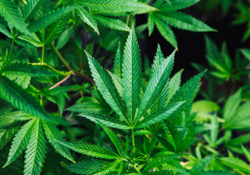 The Truth About CBD: Debunking Myths and Uncovering Benefits