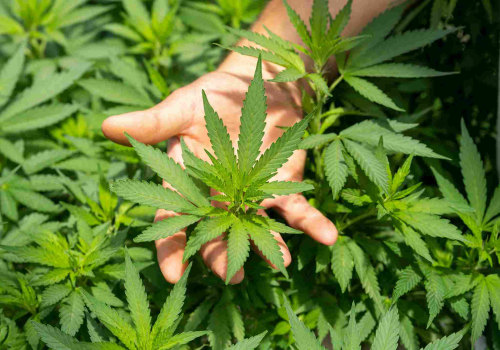 The Intriguing World of Cannabinoids: Understanding Classification and Uses